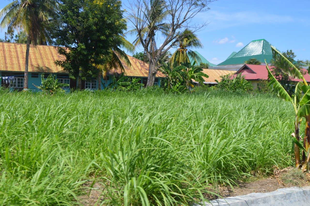 Lahan Hijauan Pakan Ternak